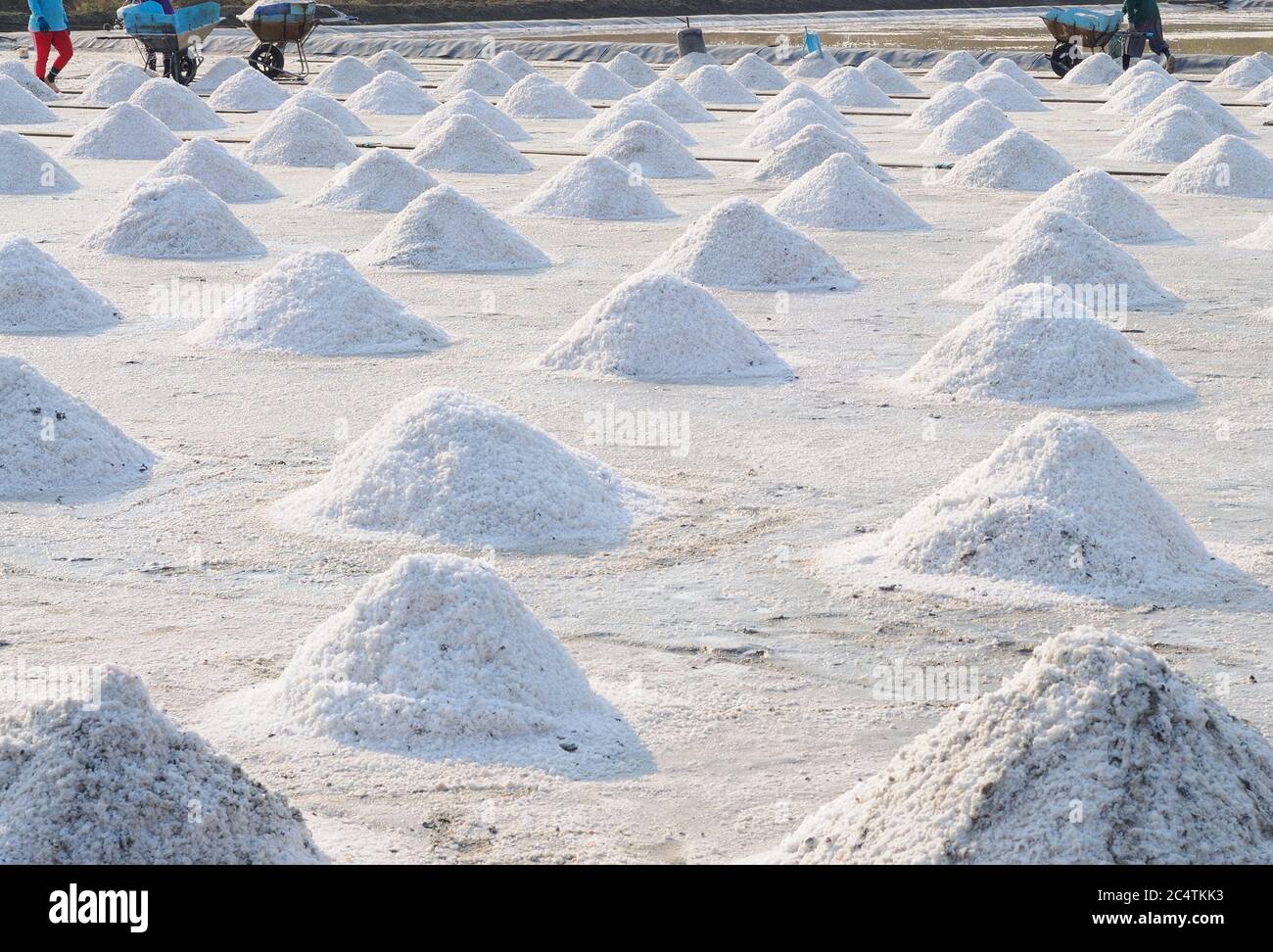 Harvesting Salt on Salt Beds Stock Photo