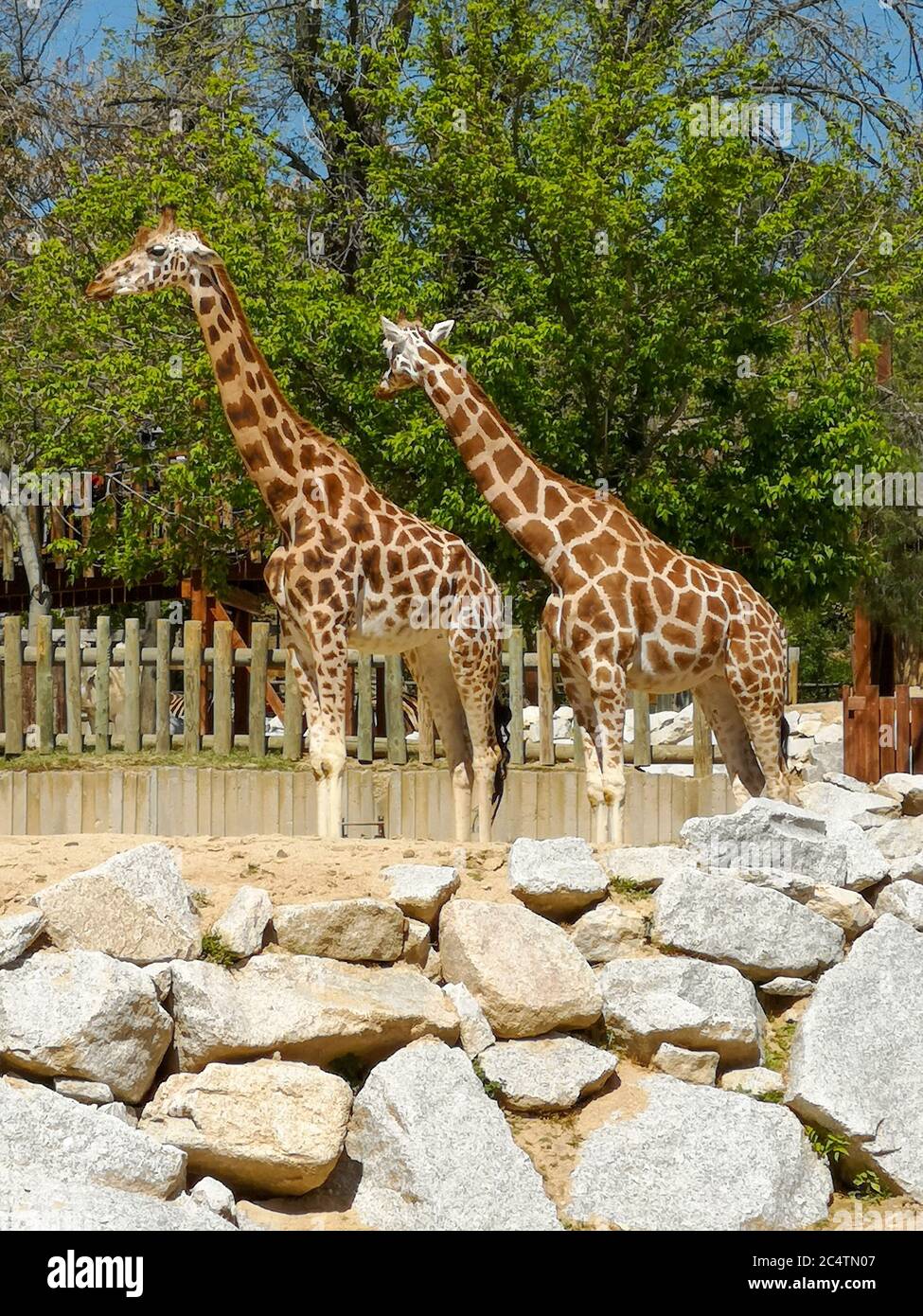 Two giraffes on black hi-res stock photography and images - Alamy