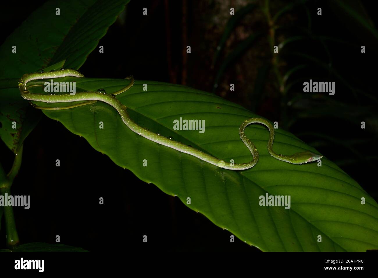 A juvenile Long-nosed Whipsnake (Ahaetulla nasuta) drinking from a wet leaf at night in the lowland rainforest of Kalutara, Sri Lanka Stock Photo