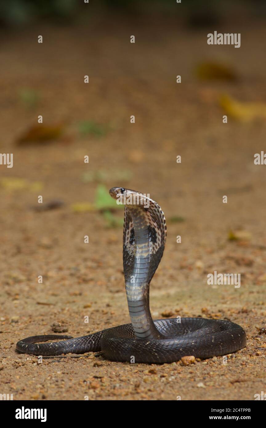 A hooded Spectacled Cobra (Naja naja) from the lowland rainforest of Kalutara, Sri Lanka Stock Photo