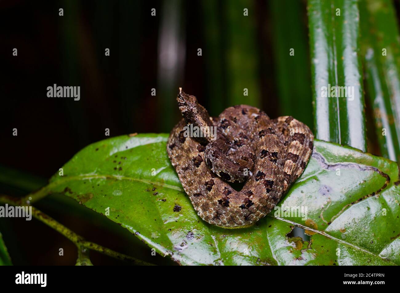 A juvenile Lowland Hump-nosed Viper (Hypnale zara) on a wet leaf in the lowland rainforest of Kalutara, Sri Lanka Stock Photo