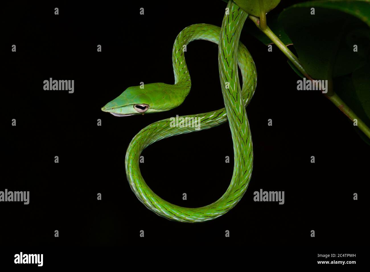 An adult Long-nosed Whipsnake (Ahaetulla nasuta) coiled at night in the lowland rainforest of Kalutara, Sri Lanka Stock Photo