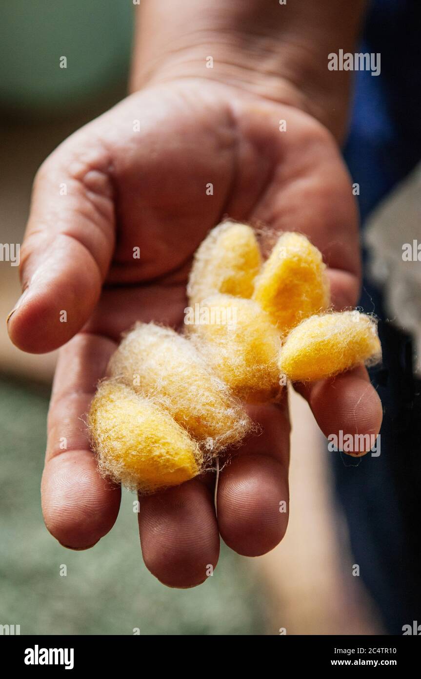 Details of natural shining yellow silk cocoons traditional sericulture of Thai silk making in Countryside Stock Photo