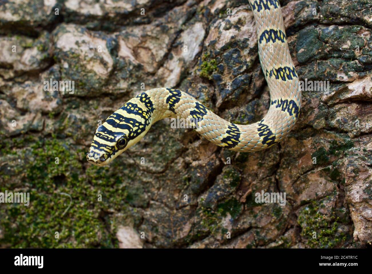 A Sri Lankan Flying Snake (Chrysopelea taprobanica) on a tree branch in Yala National Park, Sri Lanka Stock Photo