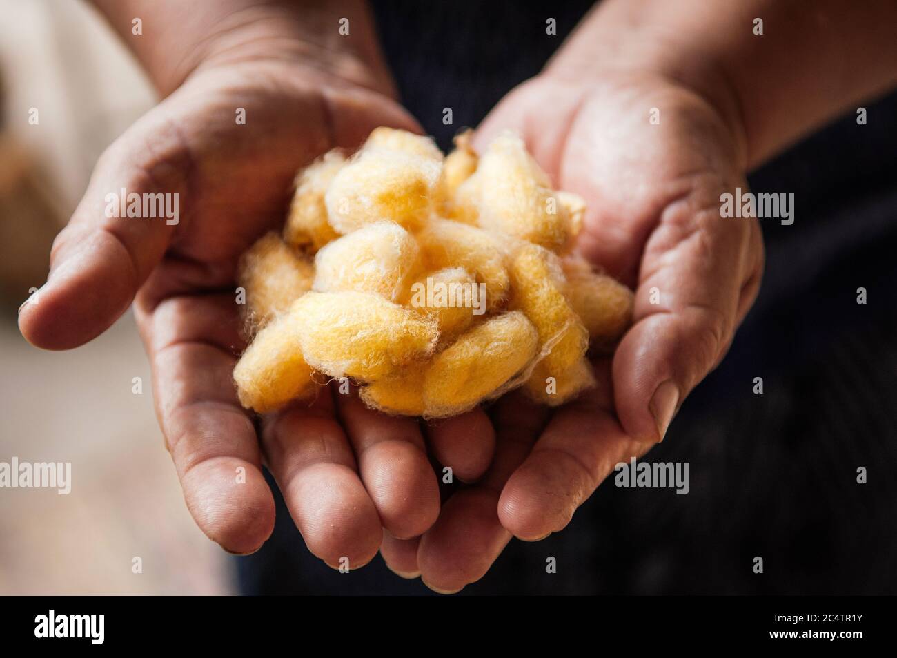 Details of natural shining yellow silk cocoons traditional sericulture of Thai silk making in Countryside Stock Photo
