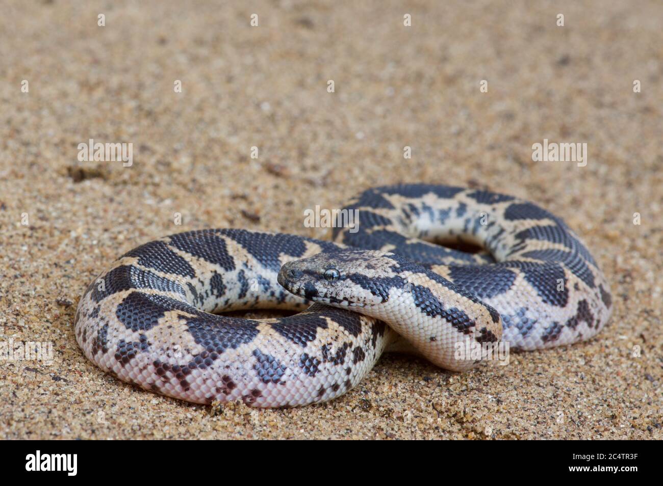 A juvenile Rough-scaled Sand Boa (Eryx conicus) on the sand near Yala National Park, Sri Lanka Stock Photo