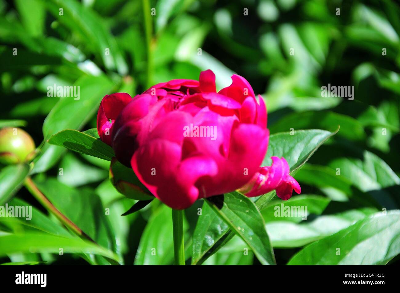 Brightly scarlet unopened peony bud on a branch in the garden on a sunny day. Close-up. Stock Photo