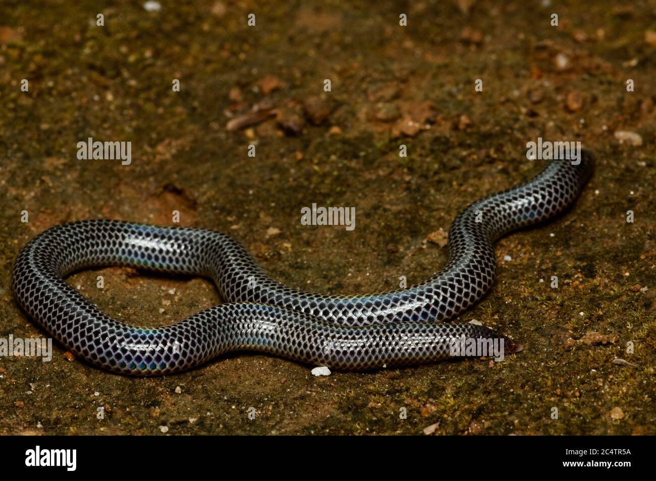 A Cuvier's Earth Snake (Rhinophis philippinus) on sandy ground near Knuckles Forest Reserve, Sri Lanka Stock Photo