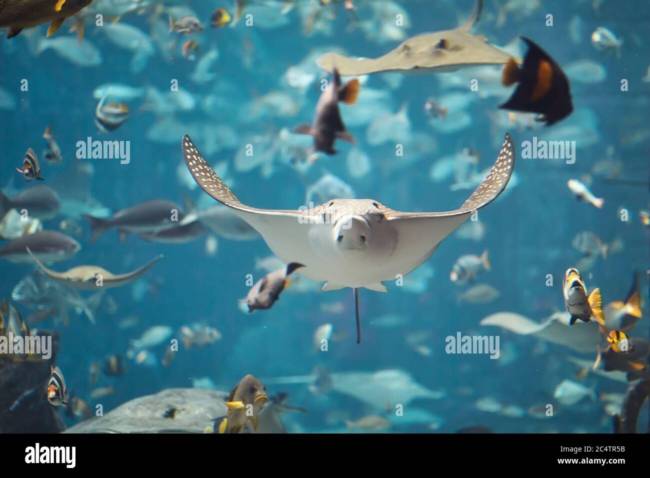 Group of stingrays swimming in aquarium Stock Photo Alamy