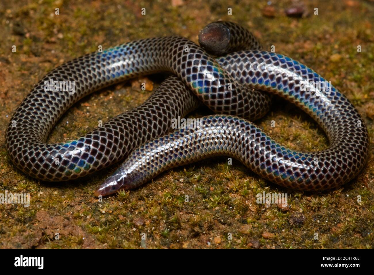 A Cuvier's Earth Snake (Rhinophis philippinus) on sandy ground near Knuckles Forest Reserve, Sri Lanka Stock Photo