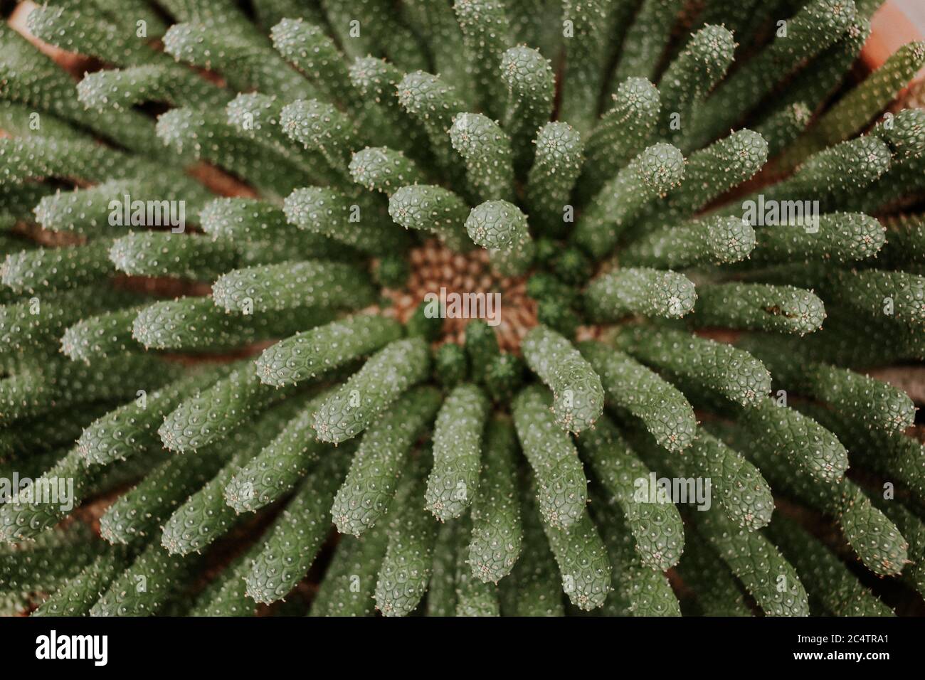 Overhead top view of a beautiful cactus succulent plant Stock Photo - Alamy