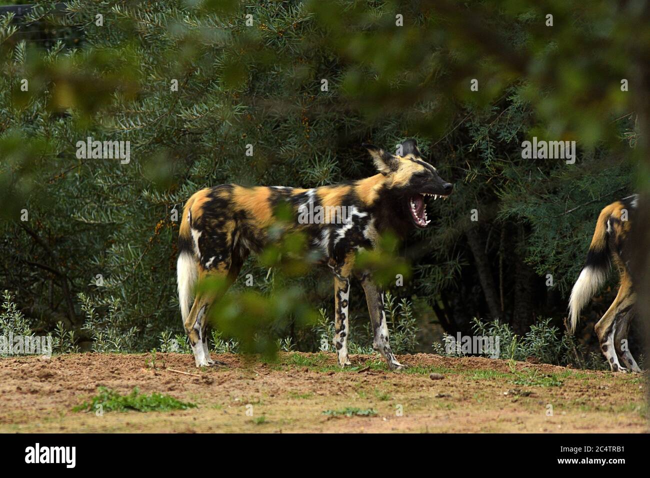 African Wild Dogs on display at Chester Zoo. In the wild this endangered species hunts antelope and other prey in the sub-Sahara regions of Africa.. Stock Photo