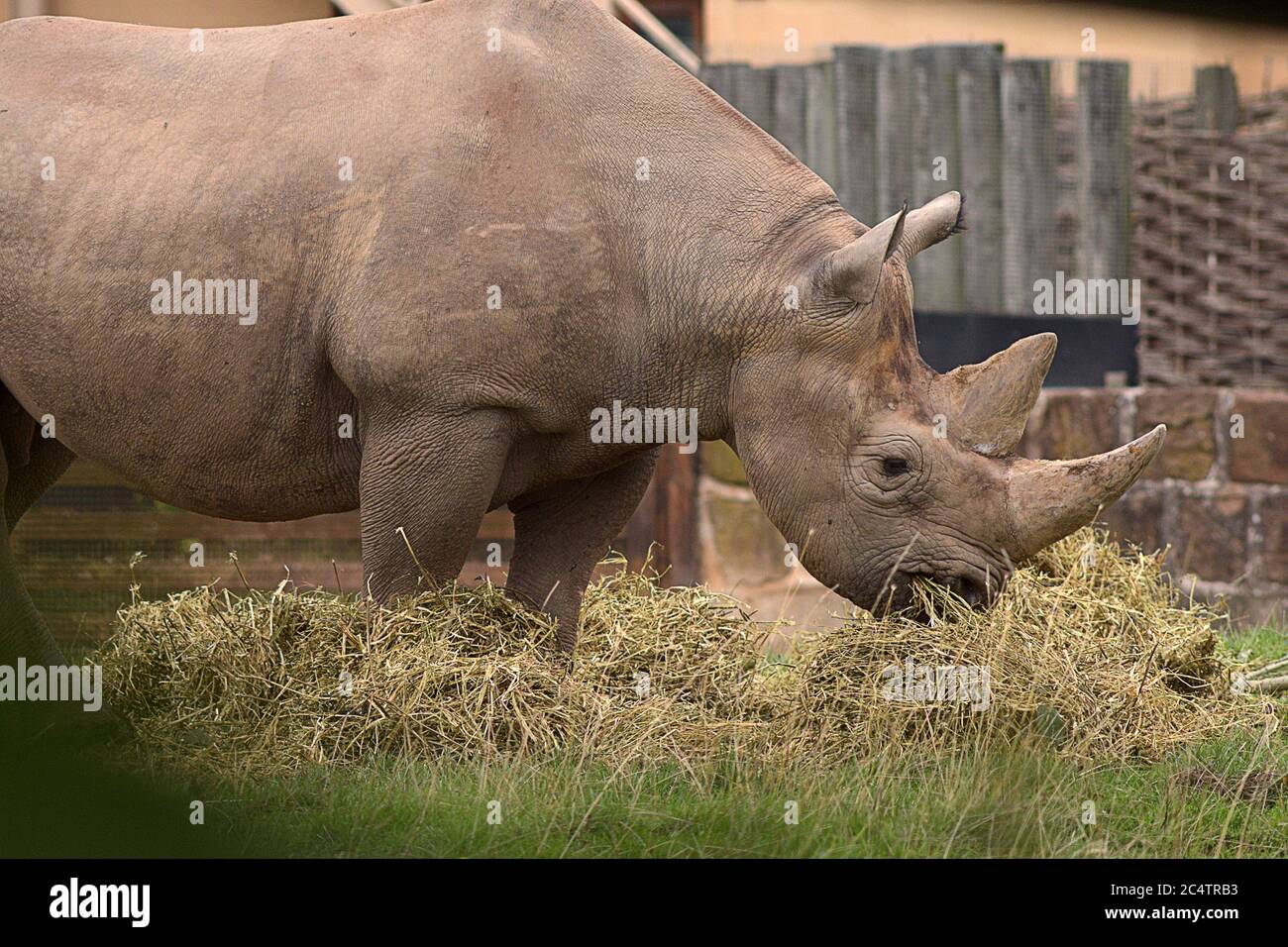 A large, female Black Rhinoceros at Chester Zoo in northwest England. Critically endangered as a species, largely due to predators and poachers. Stock Photo