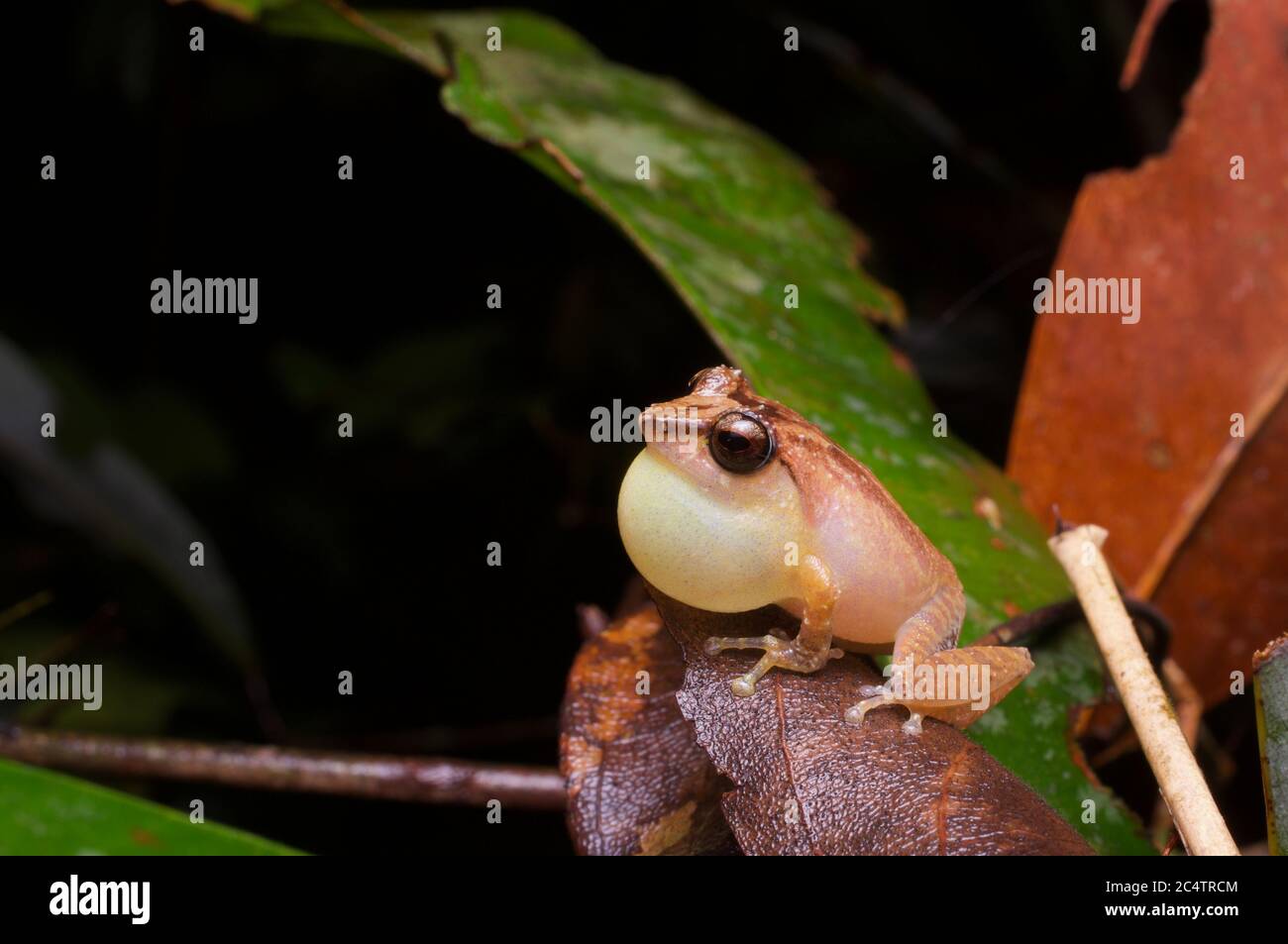 A calling male Leaf-dwelling Shrub Frog (Pseudophilautus folicola) at night in the lowland rainforest of Kalutara, Sri Lanka Stock Photo