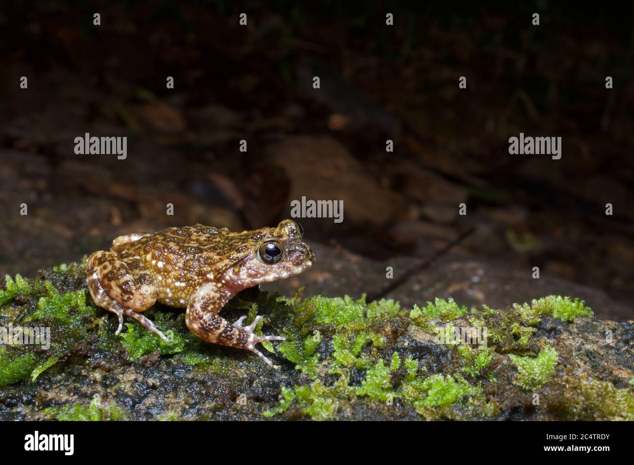 A Sri Lanka Rock Frog (Nannophrys ceylonensis) on a mossy rock at night in Kalutara, Sri Lanka Stock Photo