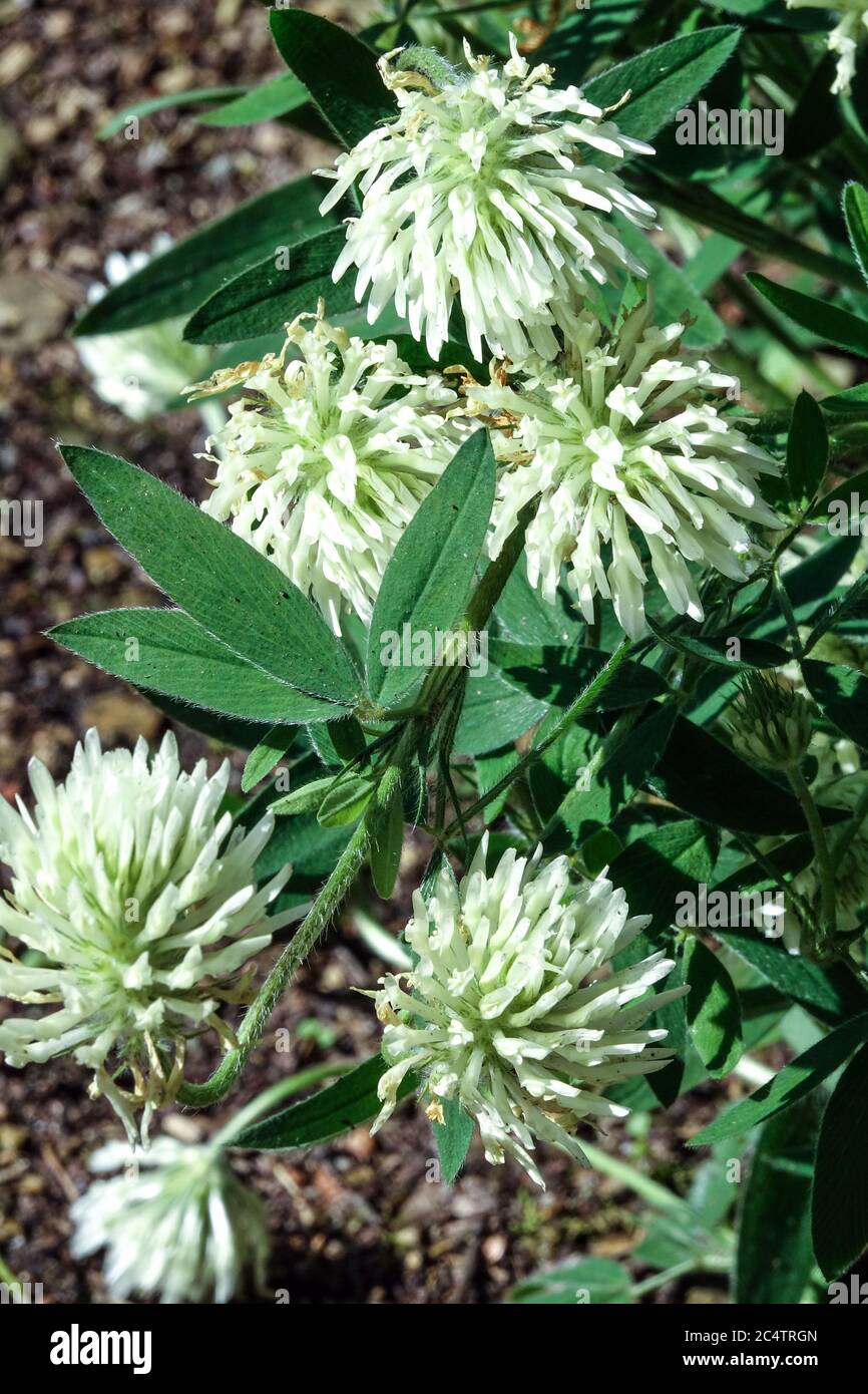 Sulphur Clover Trifolium ochroleucon Stock Photo
