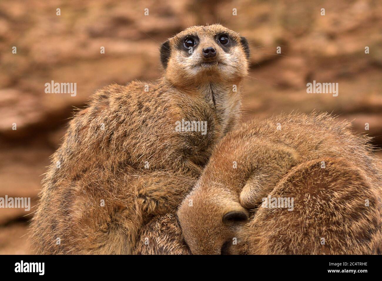 An alert Meerkat watches for threats as the rest of the pack sleeps. Chester Zoo (UK) provides the desert-like backdrop of its native African habitat. Stock Photo