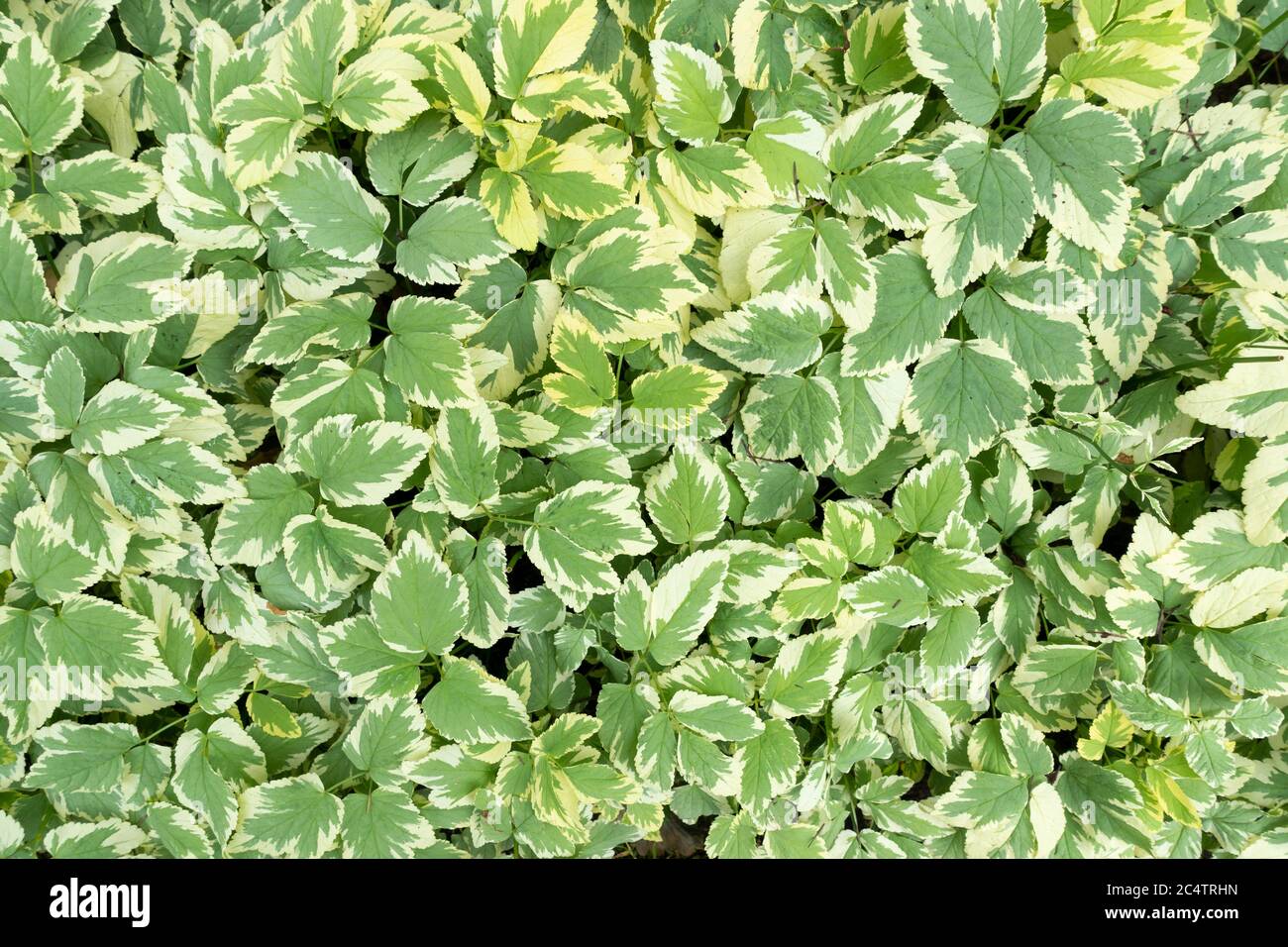 An overhead shot of a variegated plant Ground Elder, or Goutweed with attractive cream and green leaves Stock Photo