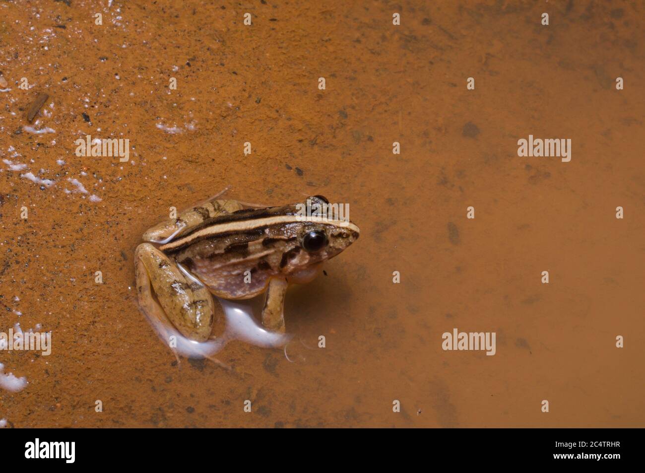 A Mountain Paddy Field Frog (Minervarya kirtisinghei) in a shallow puddle at night in Kalutara, Sri Lanka Stock Photo