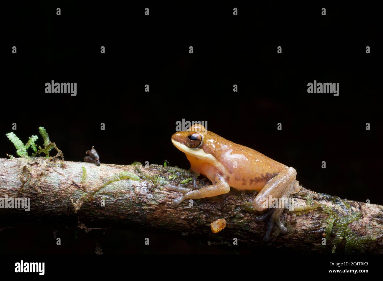 An endemic Anthropogenic Shrub Frog (Pseudophilautus hoipolloi) on a mossy branch at night in the lowland rainforest of Kalutara, Sri Lanka Stock Photo