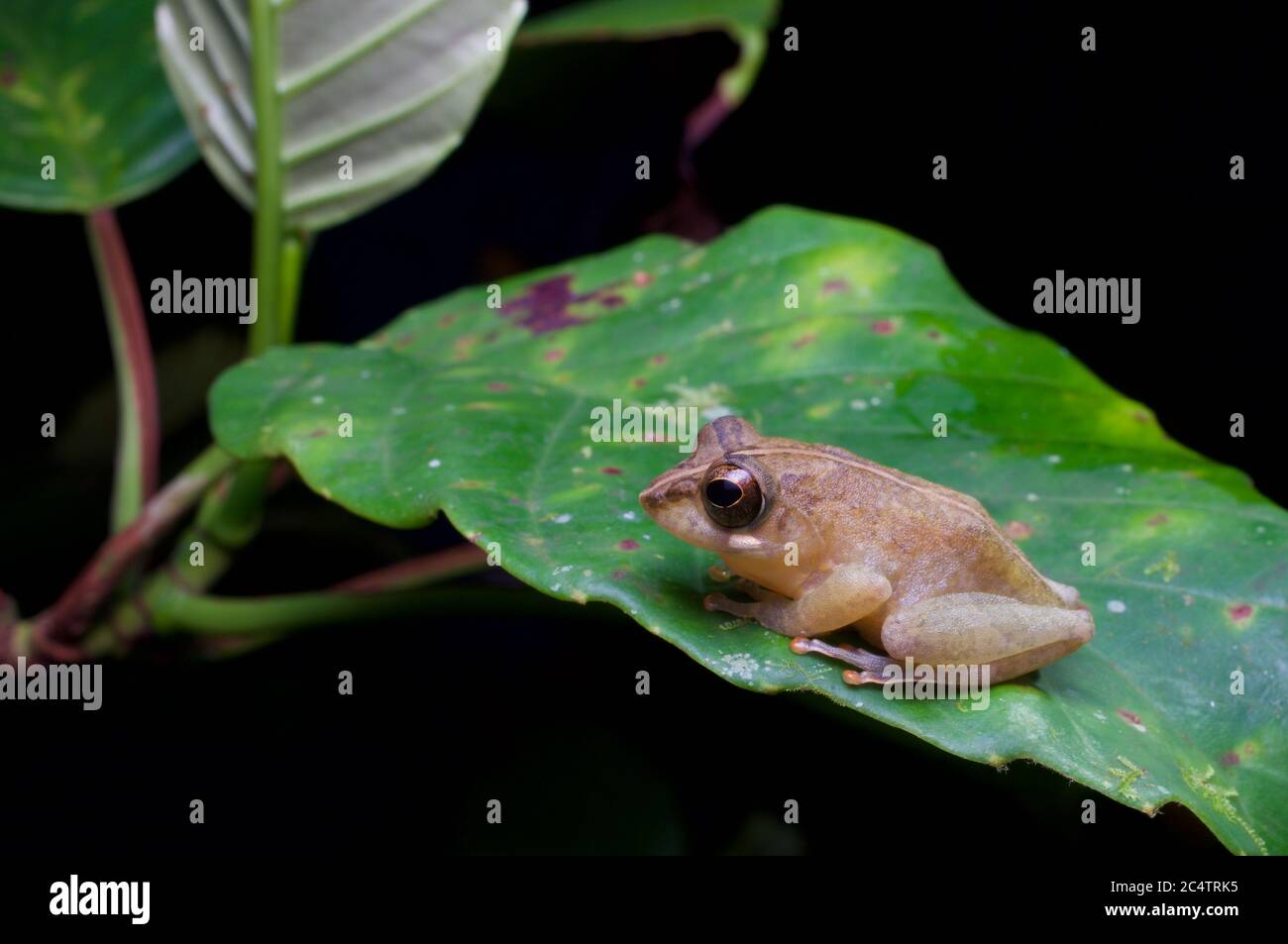 A Labungama Shrub Frog (Pseudophilautus abundus) Stock Photo