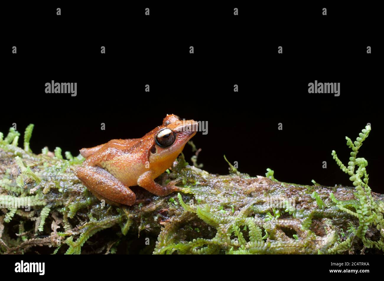 An endemic Schneider's Shrub Frog (Pseudophilautus schneideri) on a mossy branch at night in Kalutara, Sri Lanka Stock Photo