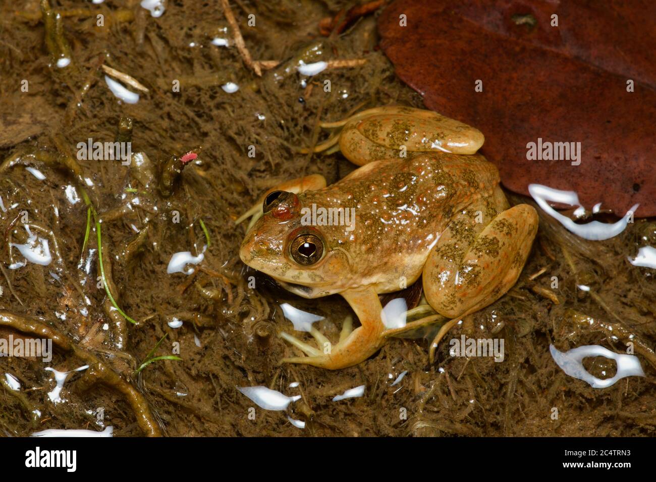 A Common Skittering Frog (Euphlyctis cyanophlyctis) in a shallow puddle in Kalutara District, Sri Lanka Stock Photo