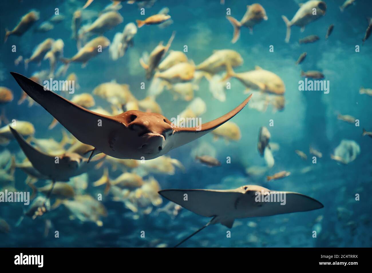Group of stingrays swimming in aquarium Stock Photo