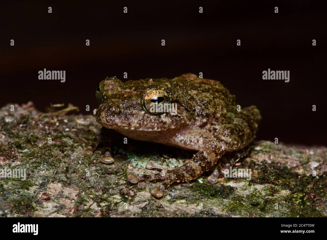 An Endemic Hollow-snouted Shrub Frog (pseudophilautus Cavirostris) In 