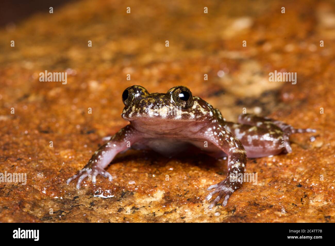 A critically endangered Marbled Streamlined Frog (Nannophrys marmorata) on a wet rock in Knuckles Forest Reserve, Sri Lanka Stock Photo