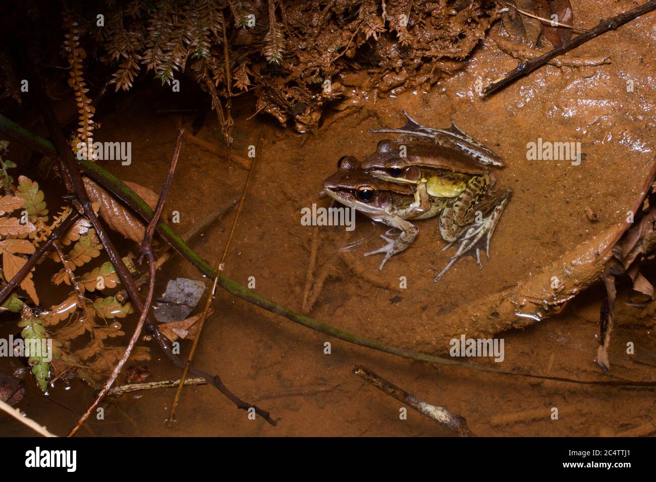 A breeding pair of Günther's Golden-backed Frogs (Indosylvirana temporalis) in a lowland stream near Sinharaja rainforest, Sri Lanka Stock Photo