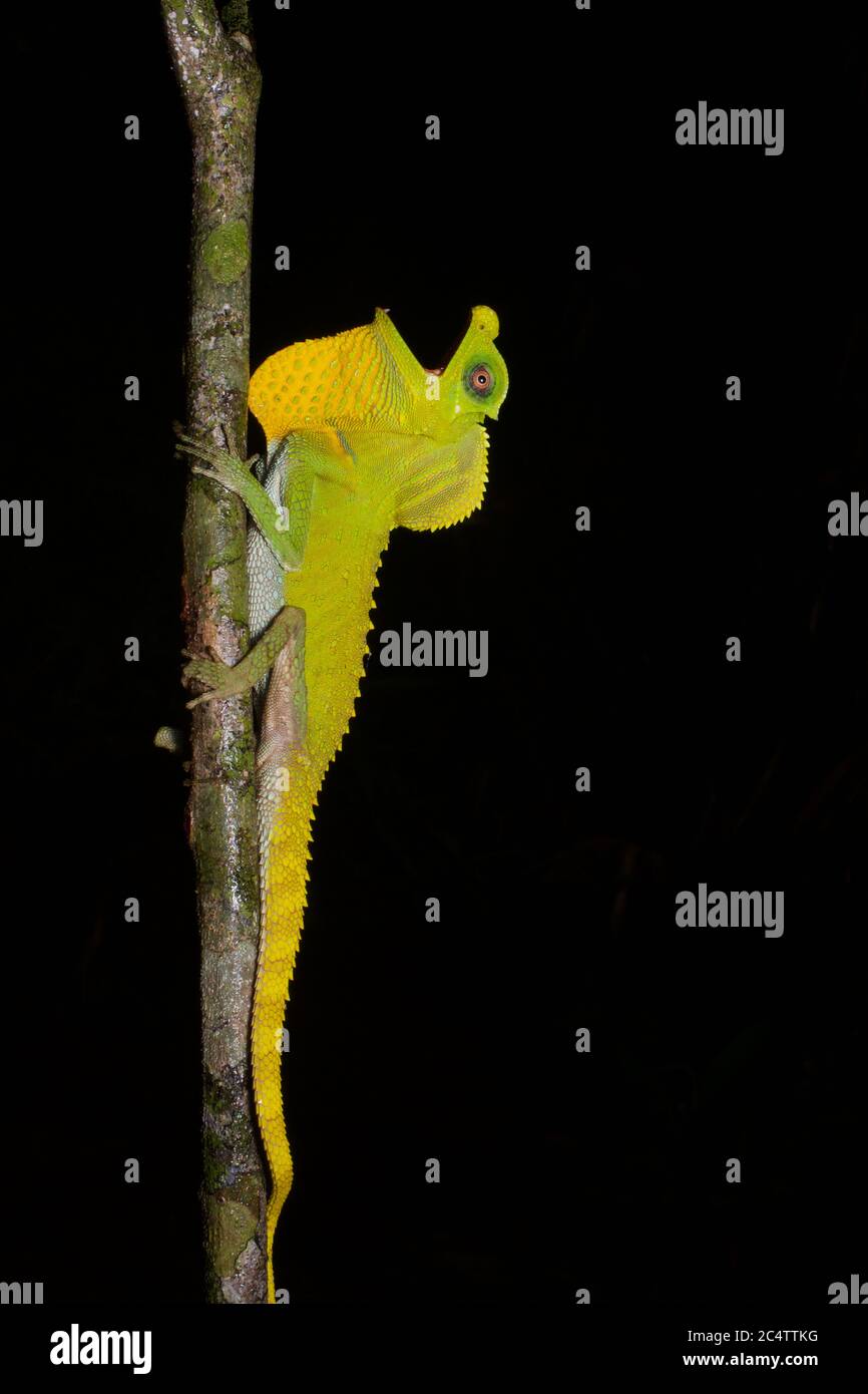 A Hump-nosed Lizard (Lyriocephalus scutatus) clinging to a branch at night in Sri Lanka, with dewlap extended. Stock Photo