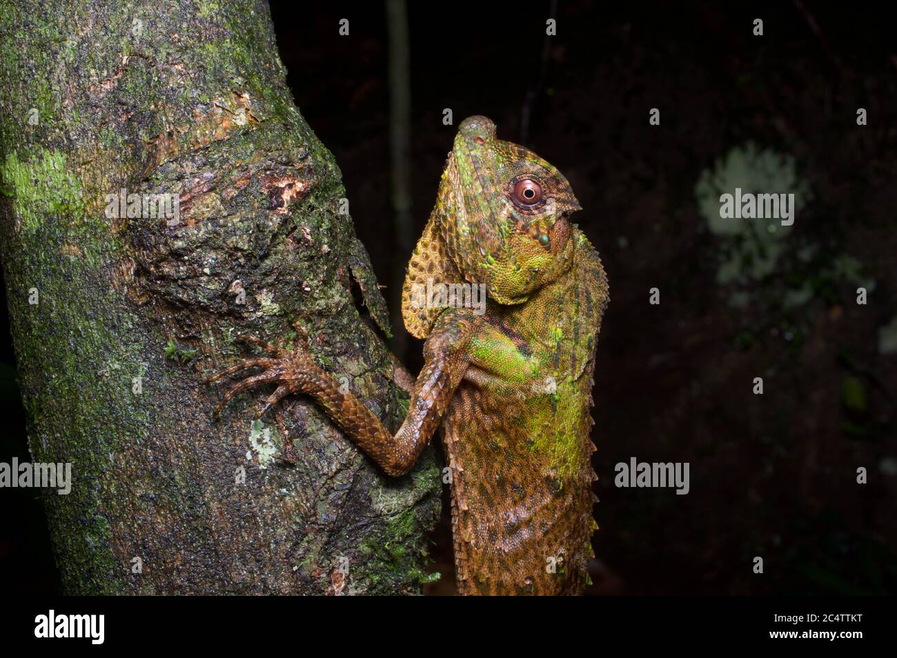 An adult Hump-nosed Lizard (Lyriocephalus scutatus) clinging to a branch at night in Sri Lanka. Stock Photo