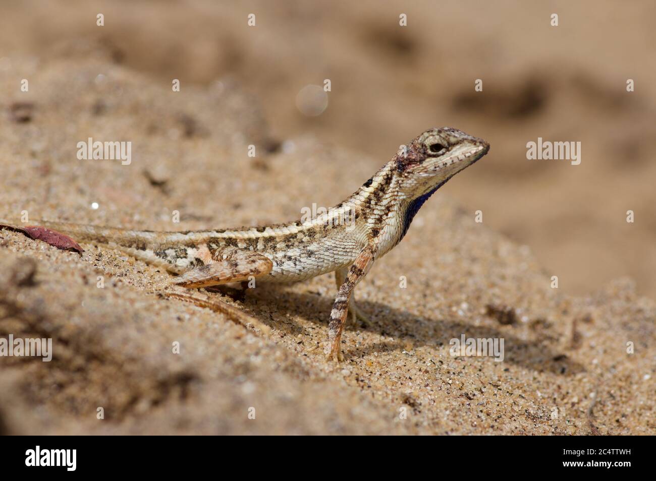 An adult male Pondichery Fan-throated Lizard (Sitana ponticeriana) in the sand near Yala National Park, Sri Lanka Stock Photo