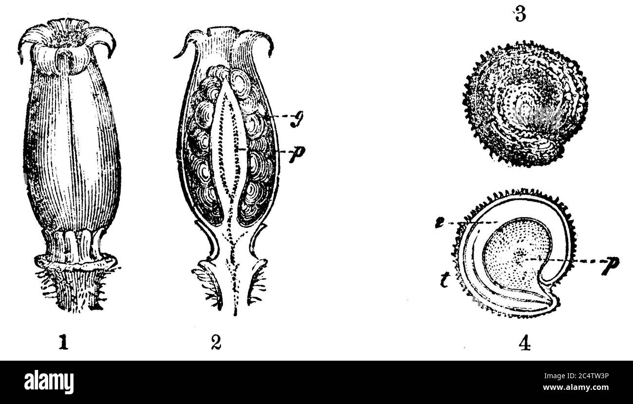 /  /  (biology book, 1881) Stock Photo