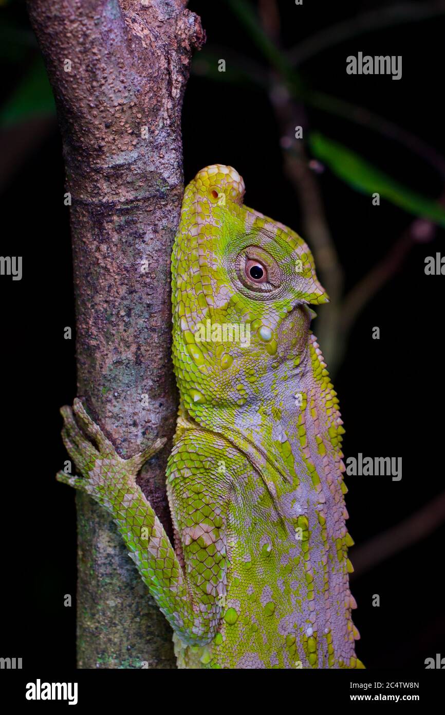 An adult Hump-nosed Lizard (Lyriocephalus scutatus) clinging to a branch at night in Sri Lanka. Stock Photo