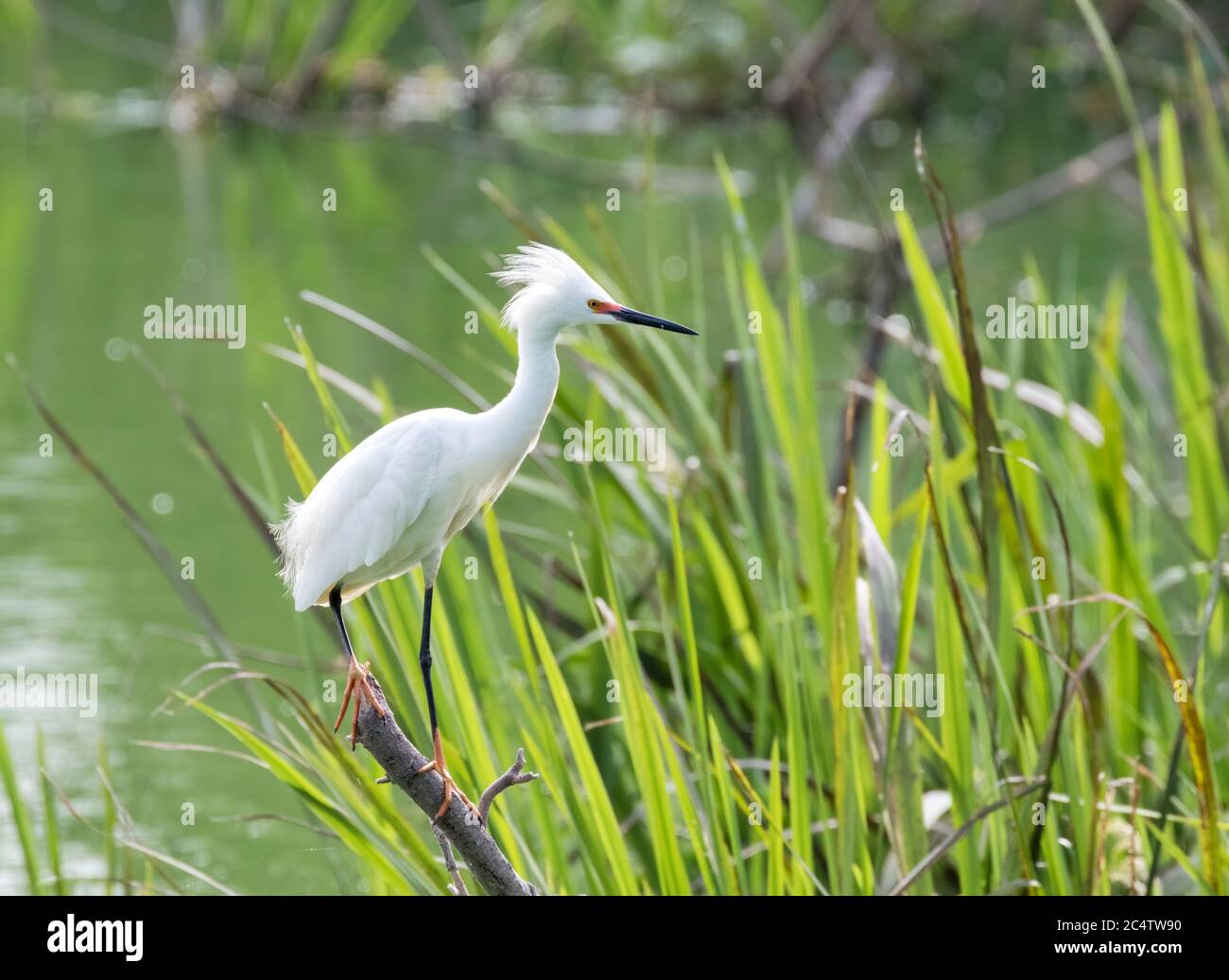 The snowy egret perched an the branch and fishing at Smith Oak Wildlife sanctuary, Texas Stock Photo