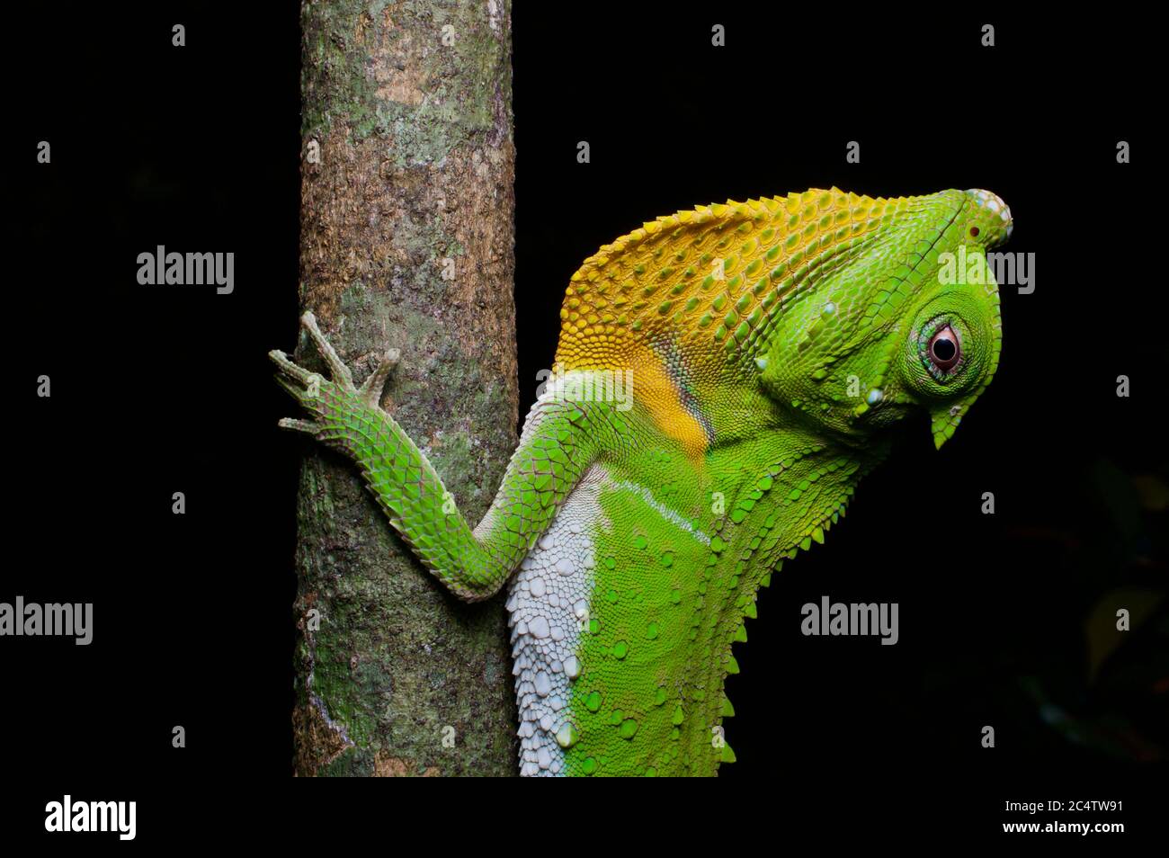 A Hump-nosed Lizard (Lyriocephalus scutatus) clinging to a branch at night in Sri Lanka, with dewlap extended. Stock Photo