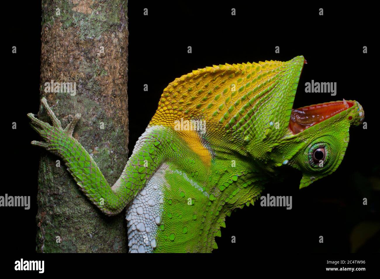 A Hump-nosed Lizard (Lyriocephalus scutatus) clinging to a branch at night in Sri Lanka, with mouth open and dewlap extended. Stock Photo