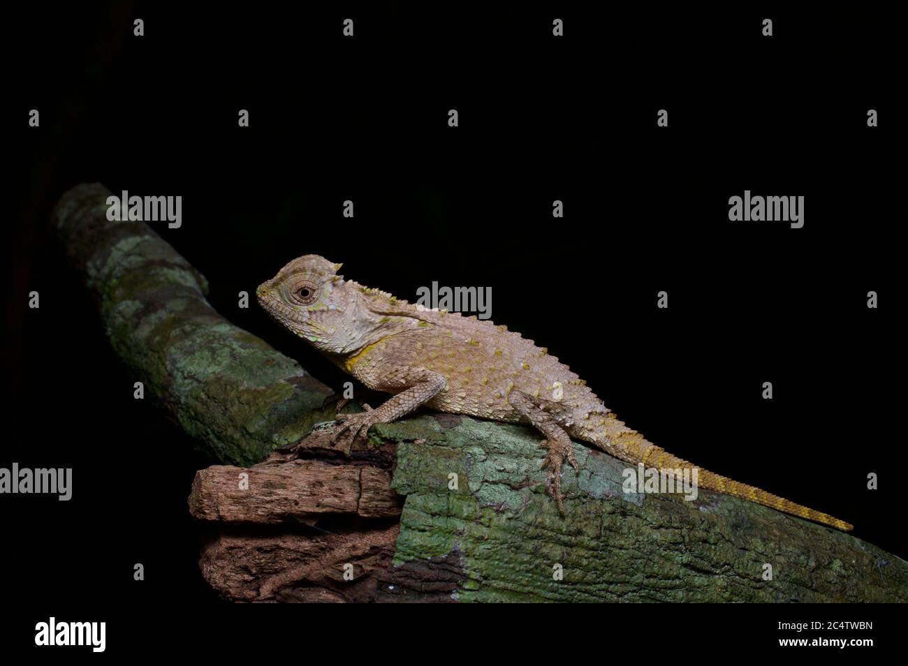juvenile Hump-nosed Lizard (Lyriocephalus scutatus) clinging to a branch at night in Sri Lanka. Stock Photo