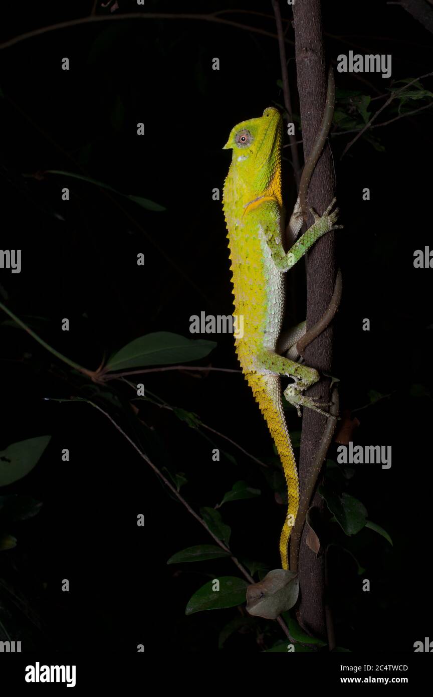 A Hump-nosed Lizard (Lyriocephalus scutatus) clinging to a branch at night in Sri Lanka. Stock Photo
