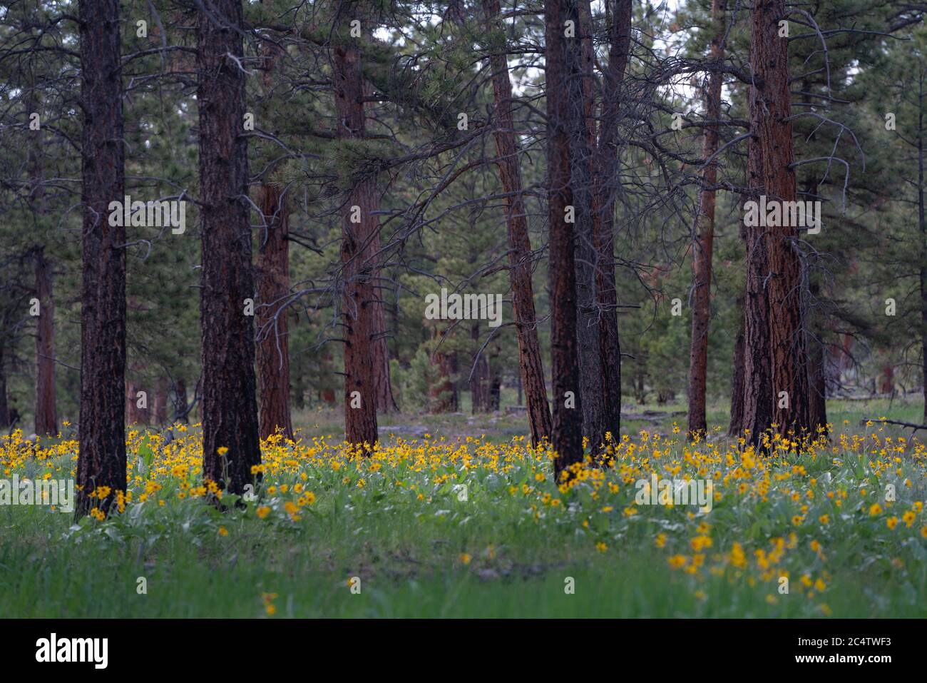 Tall yellow flowers hi-res stock photography and images - Alamy