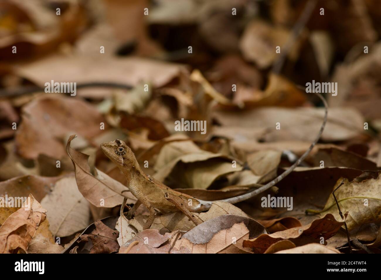 A Black-spotted Kangaroo Lizard (Otocryptis nigristigma) camouflaged in leaf litter in Pidurungala, Sri Lanka Stock Photo