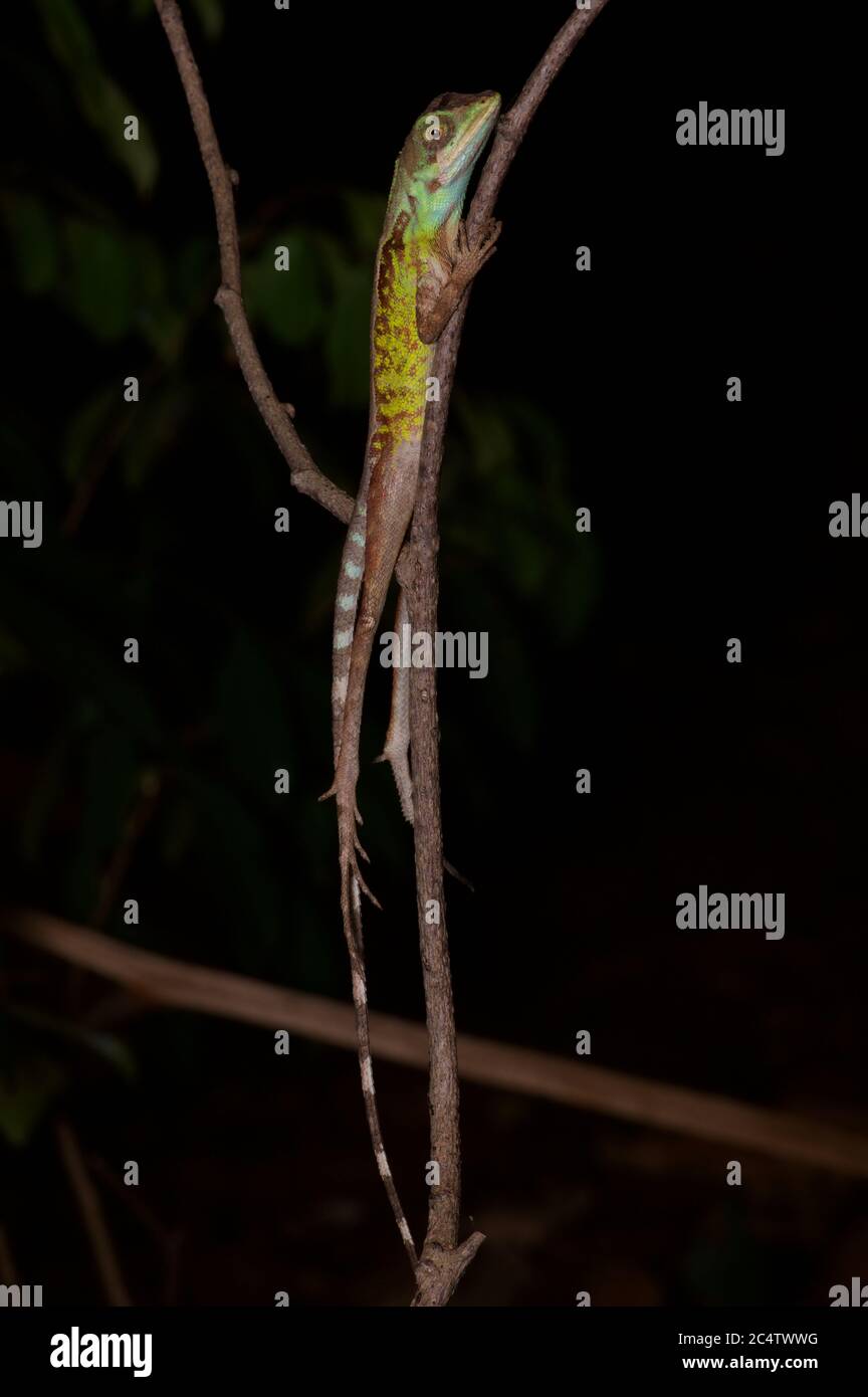 A Black-spotted Kangaroo Lizard (Otocryptis nigristigma) resting at night in Pidurungala, Sri Lanka Stock Photo