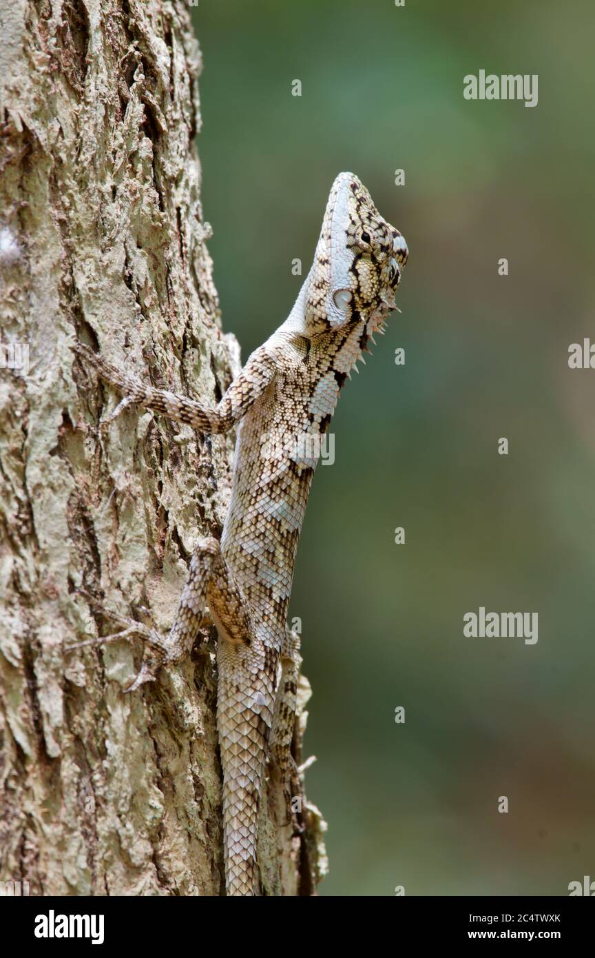 A Painted Lip Lizard (Calotes ceylonensis) perched on a tree trunk by day near Pidurangala, Sri Lanka Stock Photo