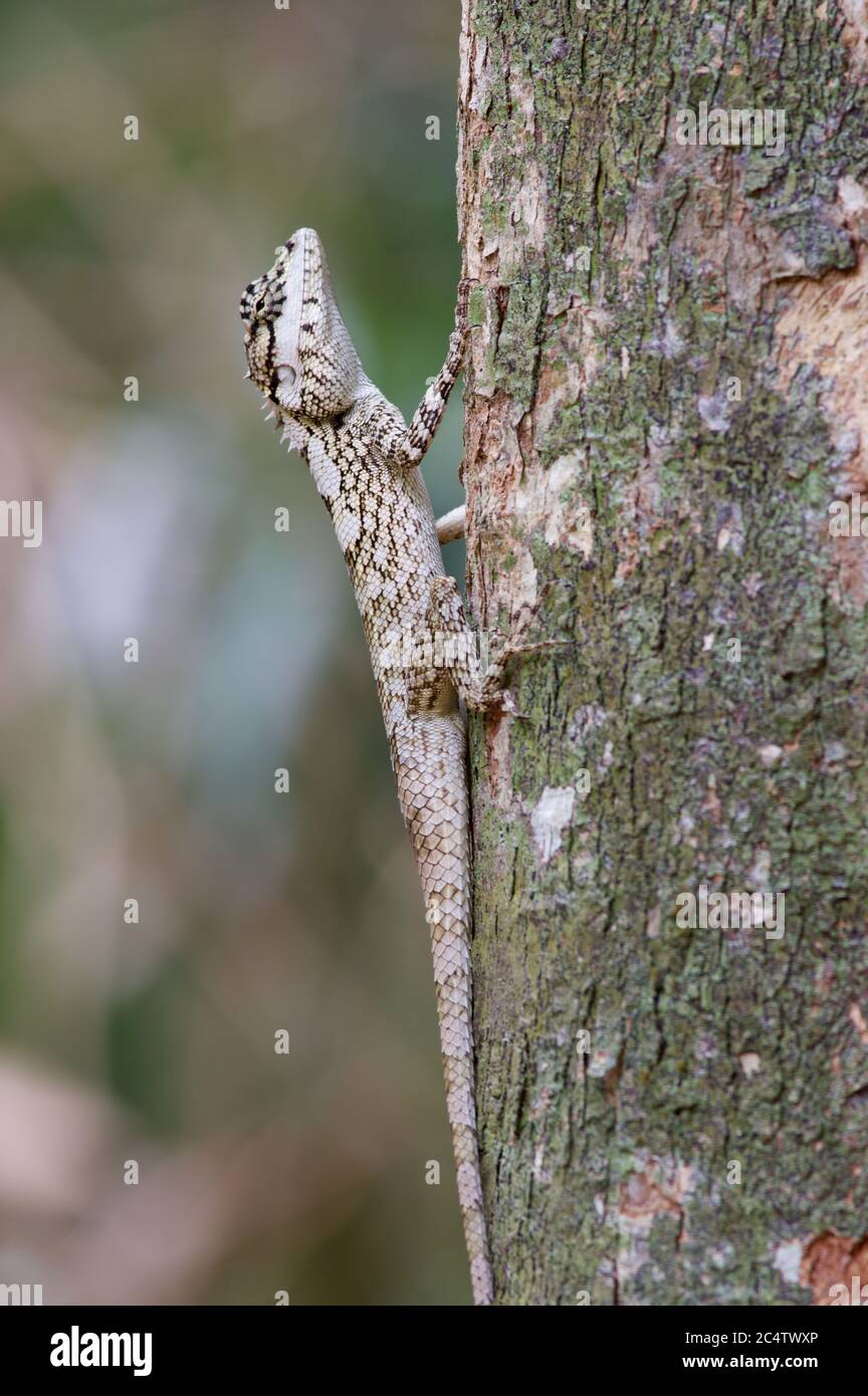 Calotes ceylonensis hires stock photography and images Alamy