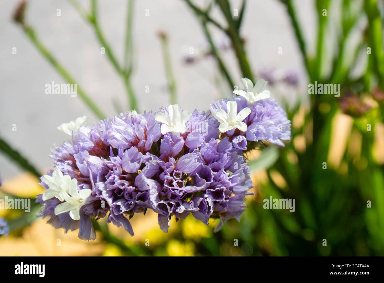 Everlasting Statice High Resolution Stock Photography And Images Alamy
