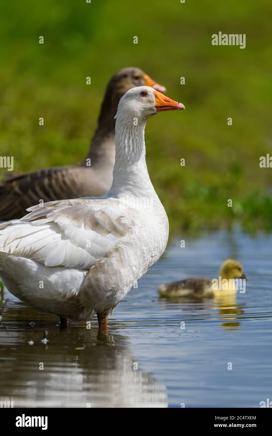 Two geeses with gosling on the shore river in the springtime. Farm