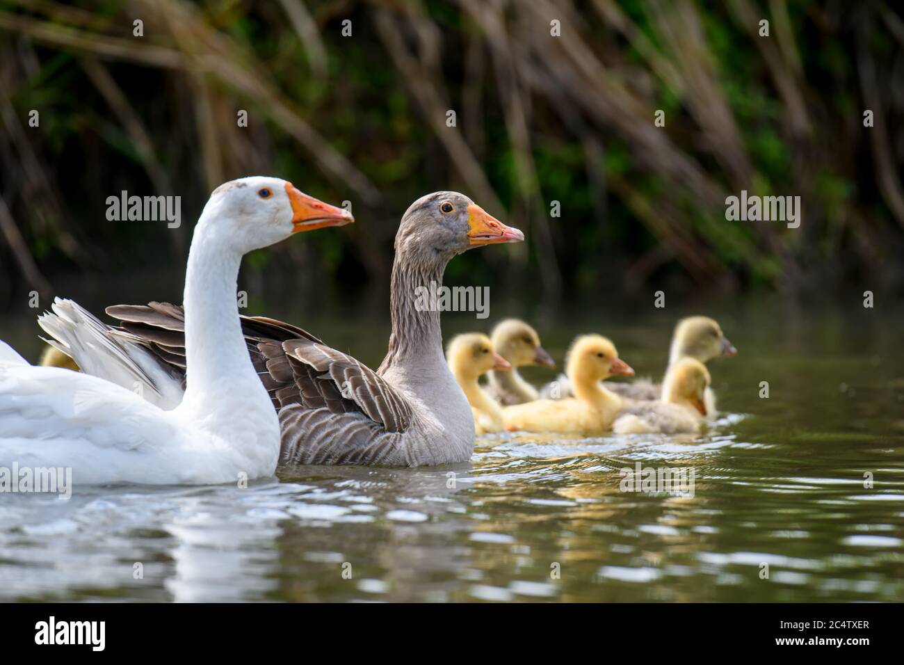 Two geeses with gosling on the shore river in the springtime. Farm