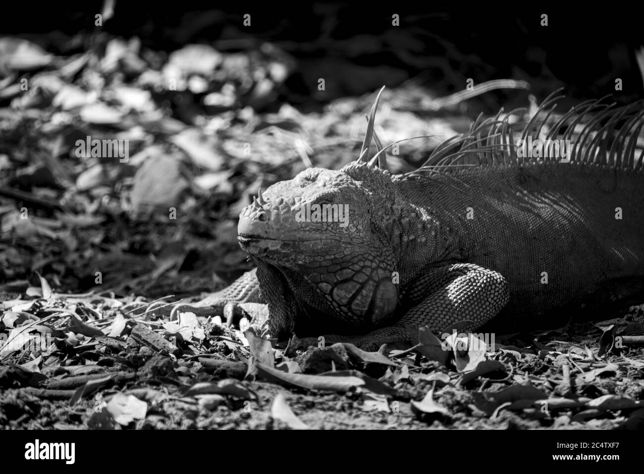 Grayscale picture of an Iguana resting after eating at 'Auto Safari Chapín' in Escuintla, Guatemala. Stock Photo